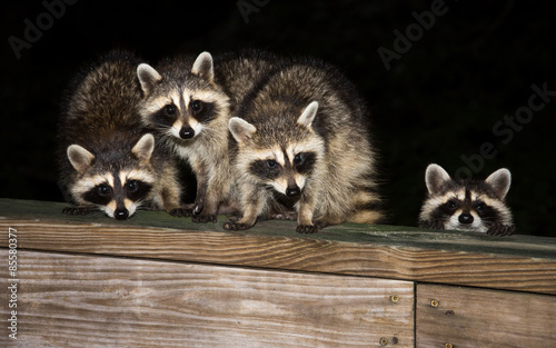 Fotomural Four cute baby raccoons on a deck railing