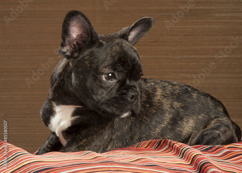 Chiot Bouledogue Francais Bringe Photo Stock Adobe Stock