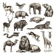 wild animals - collection of wildlife illustrations