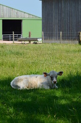 Wall Mural - Veau se reposant à l'ombre (Normandie)