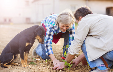 Senior couple planting seedlings