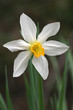 Narcyz żonkil, żonkil (Narcissus jonquilla)