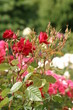 Róża (Rosa - Rosaceae)