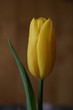 Tulipan - tulipany (Tulipa)
