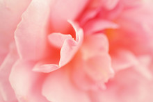 Sweet Roses In Soft Color Style For Background
