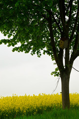 Wall Mural - Laubbaum im Rapsfeld