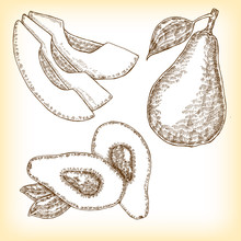Detailed Hand Drawn Fruit Avocado. Vector Illustration In Sketch