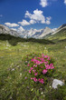 © rupbilder - Alpenrosenbusch im Gebirge