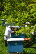 Pszczelarz podczas inspekcji w pasiece wiosenną porą