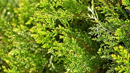 Wall Mural - Green Bush In Spring Close Up