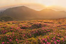 Beautiful Mountain Landscape With Blossoming Rhododendron Flower
