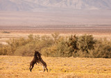 Fototapeta Zwierzęta - Wild Mules, Death Valley
