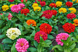 Fototapeta Maki - Beautiful bright flowers tsiniya