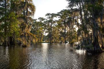 Louisiana Bayou