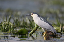 Black Crowned Night Heron Free Stock Photo - Public Domain Pictures