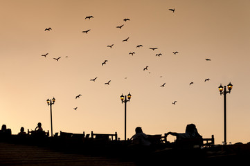 Wall Mural - Birds at Dusk, Sanliurfa