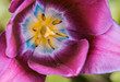 purple tulip closeup