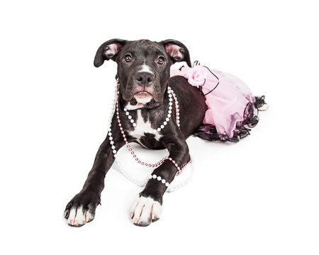 Cute Crossbreed Puppy Wearing Pink