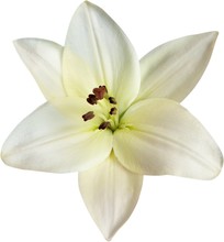 Lily, Flower, Isolated.