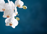 White orchid