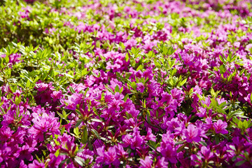 Sticker - Azalea flowers 