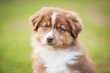 Portrait of australian shepherd puppy