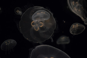 Wall Mural - jellyfish isolated on black