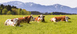 Rinder und Kühe liegen im Gras auf einer Weide in Bayern