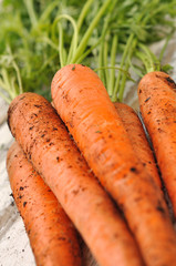 botte de carottes fraîches souillées par la terre 