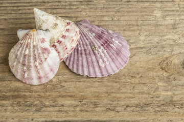 seashells on wooden background