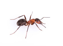 Ant Isolated On White Background.