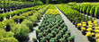 Gartenbau - Gärtnerei mit Pflanzen für den Garten im Freien