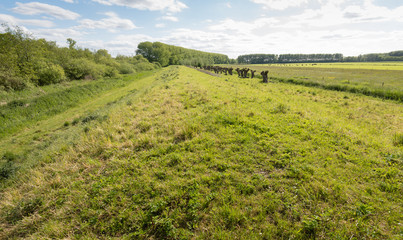 Sticker - Typical Dutch polder landscape with a dike