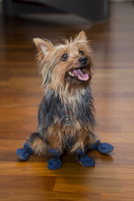 Brown Happy Indoor House Terrier Dog On Wood Parquet Floor Wearing Blue Color Boots