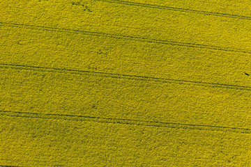 aerial view of yellow harvest fields