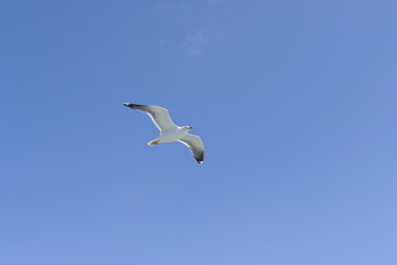 flying seagull