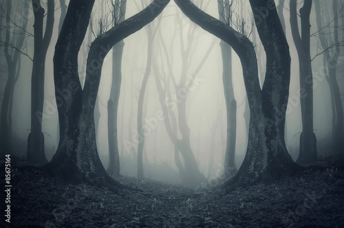 Cuadros en Lienzo Portal mágico en el bosque misterioso con niebla