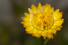 Ants Crawling On A Yellow Straw Flower 