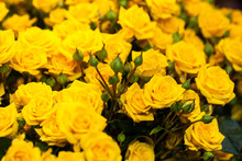 Beautiful Bouquet Of Yellow Roses