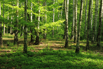 Poster - birch tree forest