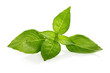 © conzorb - basil