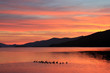 A family of ducks swims toward sunrise on Lake George, NY in the Adirondack State Park. The mountains are silhouetted, as are the ducks The sky is pink and the water reflects the sky and mountains.