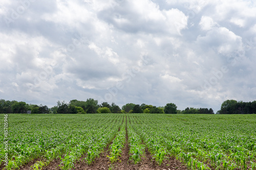 Fotografie, Obraz Freshly Planted Corn Rows Lead to Dramatic Sky and Copy Space