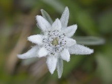 Edelweiss In Nature