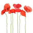 Red poppy flowers with long stem on white background