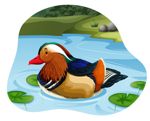 Sticker - Mandarin Duck