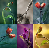 Fototapeta Tulipany - Tulipany kolor