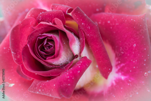 Naklejka dekoracyjna background with pink roses