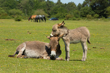 New Forest Hampshire England UK Mother And Baby Donkey Summer Sunshine