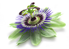 Passionflower Isolated